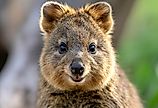 A close-up shot of a quokka, showcasing its adorable face and seemingly perpetual smile.