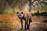 Spotted hyena (Crocuta crocuta) Credit: Ondrej Prosicky via Shutterstock