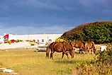 A herd of wild ponies grazing in a campsite at Assateague Island National Seashore, Maryland.