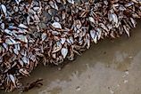 A piece of log along water, covered by zebra mussels. Image credit: Yaman Mutart/Shutterstock.com