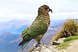 A kea (Nestor notabilis)