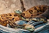 Eastern Timber Rattlesnakes (Crotalus-horridus), pictured here.