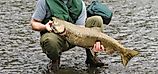 king salmon fish caught in a river