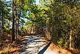The Gordons Pond Trail through the woods at Cape Henlopen State Park. Image Credits: Liz Albro Photography via Shutterstock