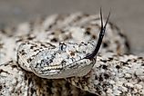 A speckled rattlesnake (Crotalus pyrrhus)