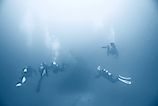 Divers searching for a shipwreck at sea.