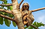 A sloth sitting on a tree branch.