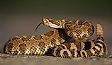 A Western rattlesnake