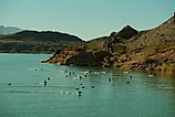 Coot birds flying over water in Lake Havasu, Arizona.