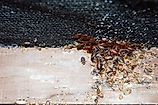 dbugs infest a wooden bed frame