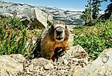 Friendly Marmot on Mount Hoffman, Yosemite National Park, California.