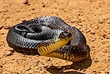 An Australian tiger snake.