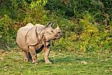 Indian one horned rhino in a field. Image Credits: The Story of the Mukherjee via Shutterstock