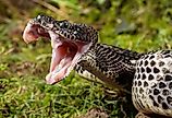 View of a Timber Rattlesnake with his jaw open.