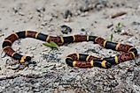 Texas Coral Snake (Micrurus tener)