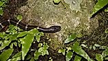 A many-banded krait (Bungarus multicinctus)