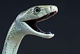 Black mamba biting / Dendroaspis polylepis (Credit: reptiles4all via Shutterstock)
