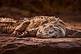 American crocodiles (Crocodylus acutus)