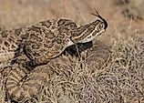 Prairie Rattlesnake, Crotalus viridis, pinyon-juniper terrain, New Mexic