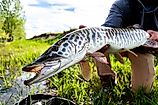 Tiger muskie caught and released