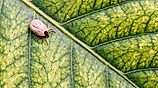 A close-up shows an engorged tick on a green leaf. 