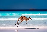 Kangaroo at Lucky Bay, Cape Le Grand National Park, Esperance, Western Australia.