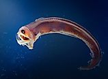 Sloane viperfish (Chauliodus sloani)