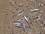 Dead alewives washed up on the shore of Lake Michigan
