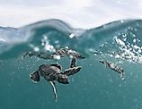 Four baby green sea turtles near the surface of the water in Papahānaumokuākea Marine National Monument. Photo: Koa Matsuoka. Credit: By National Marine Sanctuaries - PMNM baby green sea turtles, Public Domain, https://commons.wikimedia.org/w/index.php?cu
