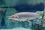 An alligator gar (Atractosteus spatula)