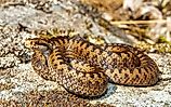 A European adder (Vipera berus)