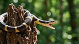 Banded krait coiled around a tree stump with its mouth open in a defensive posture, surrounded by green foliage.