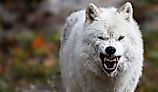 Arctic wolf displaying aggressive behavior and large teeth.