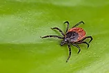 Deer tick, Ixodes ricinus. 