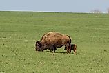 A herd of American bison in Midewin National Tallgrass Prairie in Illinois. 
