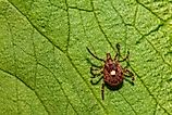 Lone Star Tick - Amblyomma americanum