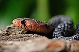 Eastern indigo snake (Drymarchon couperi). 