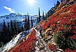 Young woman hiking along steep slope covered with red huckleberry bushes and snow in North Cascades National Park, Washington.