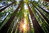 Sunrise in the Redwoods, Redwoods National & State Parks California