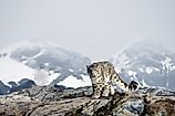 The majestic snow leopard in the mountains.