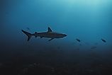 White tip shark with reef fish in the deep blue.