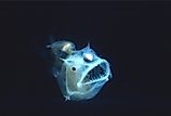 Deep sea anglerfish.