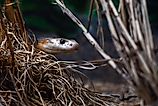 Coastal taipan crawling through the grass. Via Shutterstock / Robert Styppa.