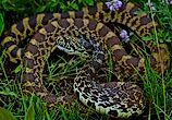 Bullsnakes live at the water's edge in several North Dakota locations. By Peter Paplanus  - Bullsnake (Pituophis catenifer sayi), CC BY 2.0, Wikimedia Commons