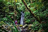 The Daintree Rainforest in Queensland, Australia.