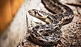 Close-up of a Gopher Snake.