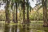 Cypress trees in the water of the Caddo Lake State Park in Texas. Credit: Martina Birnbaum/ Shutterstock.com