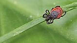 Blacklegged tick) sleeping on grass stalk.