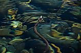 Pacific coast garter snake in water.