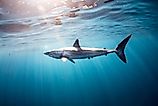 Diving with a Mako Shark. 